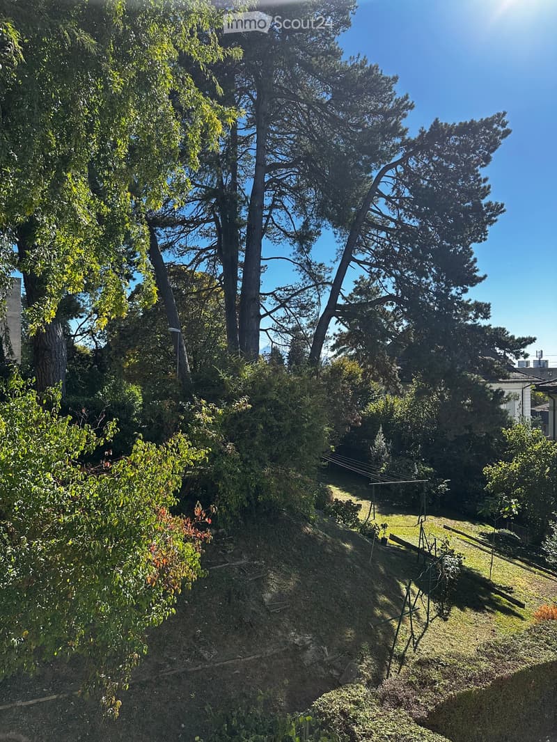 A sloped garden area with various trees, shrubs, and a clothesline, surrounded by greenery and a clear blue sky.