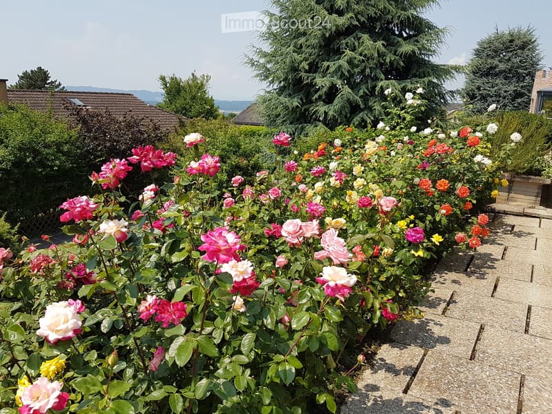 A garden area filled with colorful roses and other flowering plants, arranged in rows on a gravel path, with trees and houses in the background.