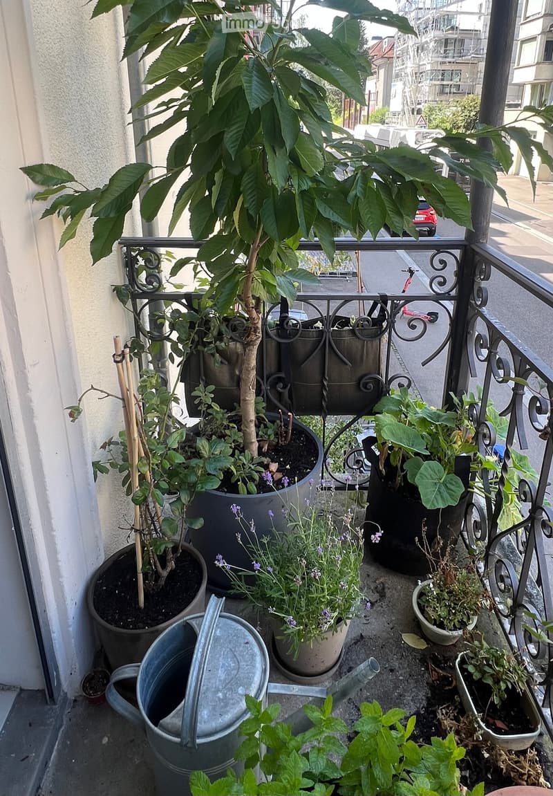 Balcony with multiple potted plants, including herbs and flowers, and a metal watering can.