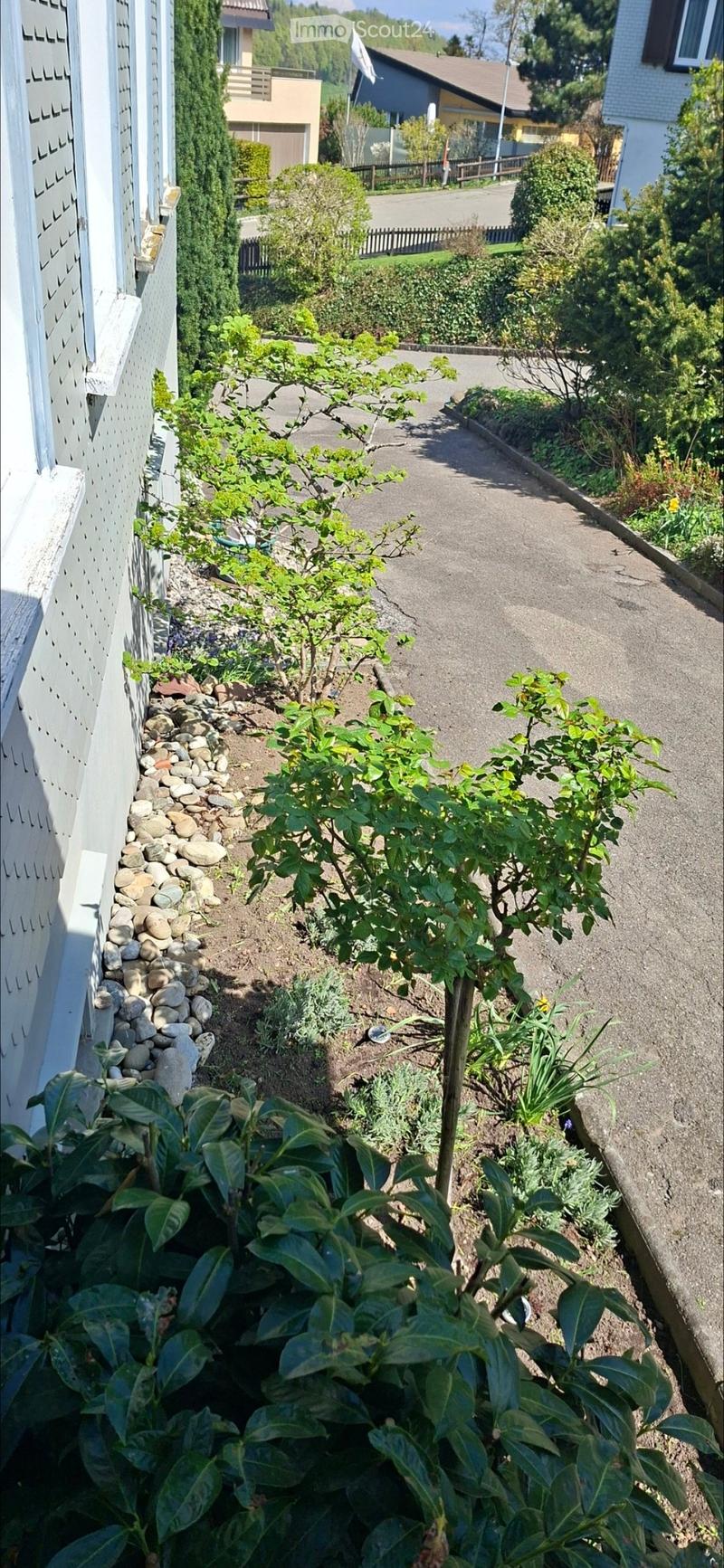 A well-maintained garden area with various plants, shrubs, and a small tree, bordered by a stone pathway and a white fence.