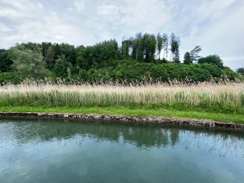 A calm pond surrounded by tall reeds and lush green trees, with a stone edge and a grassy bank.
