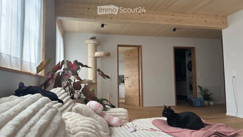 Cozy living space with wooden ceiling, large window with white curtains, cat tree, two black cats resting on blankets, plants, and a view into a laundry area with a washing machine.