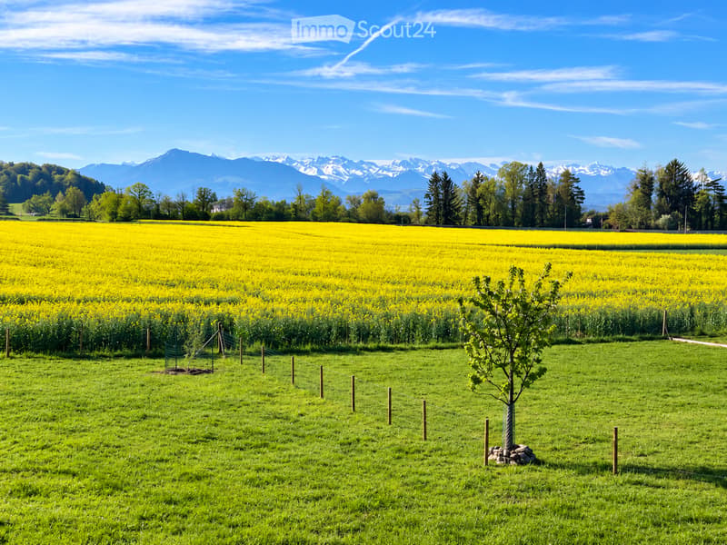 A vibrant field of yellow flowers with a small tree in the foreground, surrounded by a wooden fence, with a backdrop of green trees and snow-capped mountains under a clear blue sky.