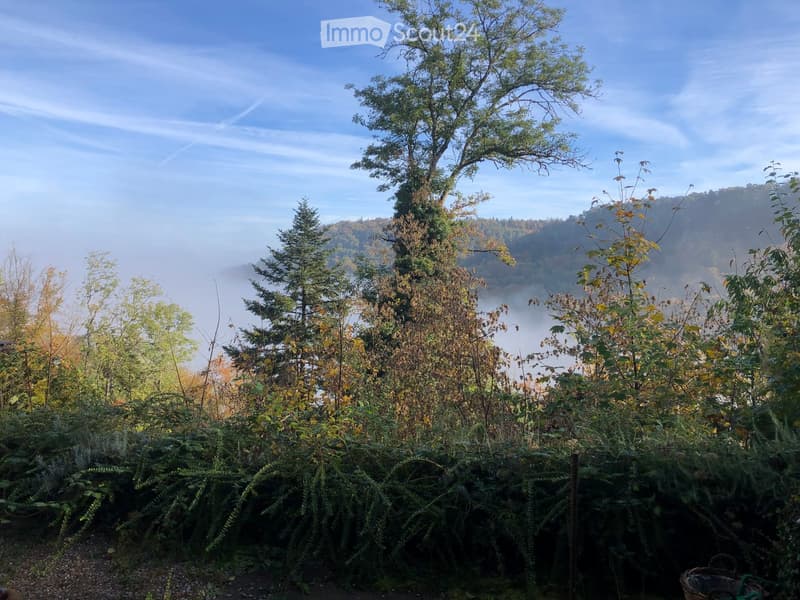 A lush garden area with ferns, shrubs, and trees, overlooking a misty valley with hills in the background under a clear blue sky.