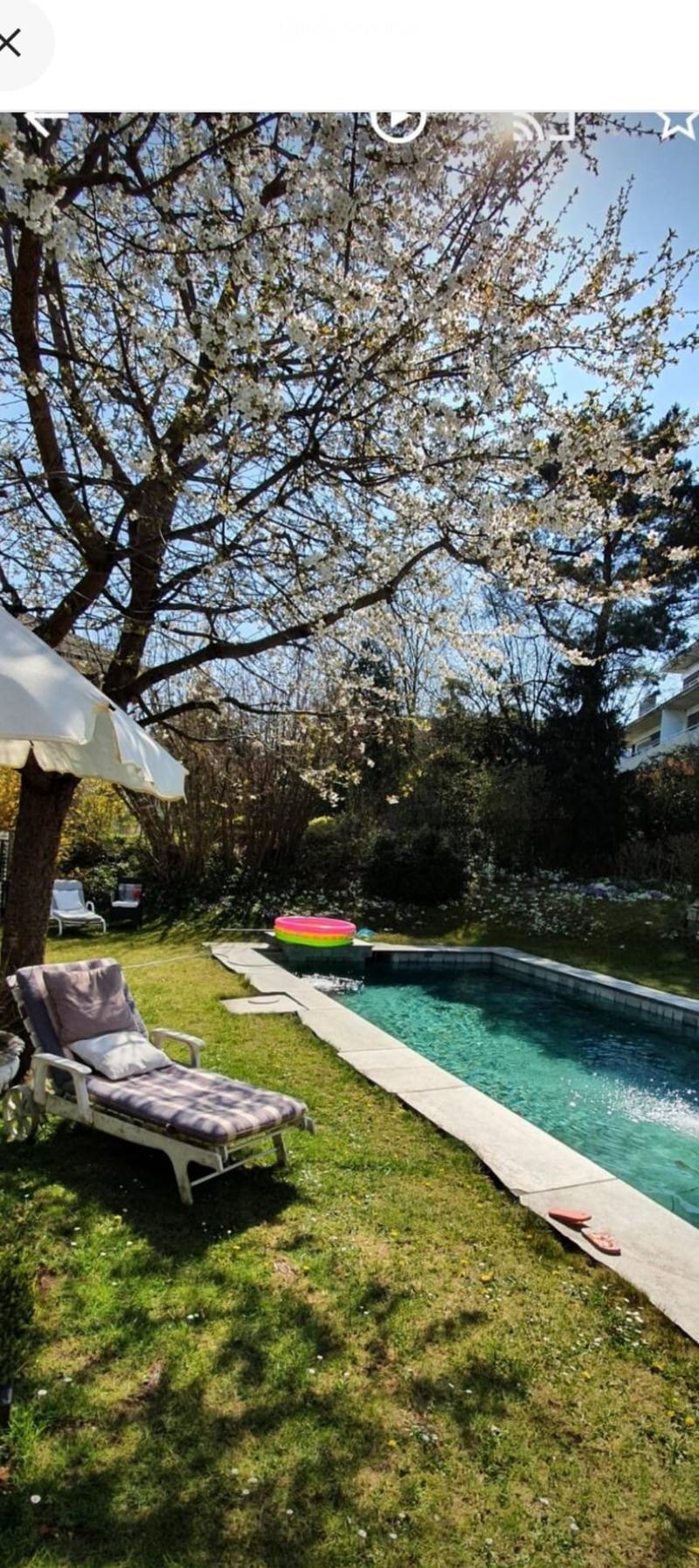 Garden with a swimming pool, lounge chair, umbrella, and a tree with white blossoms.