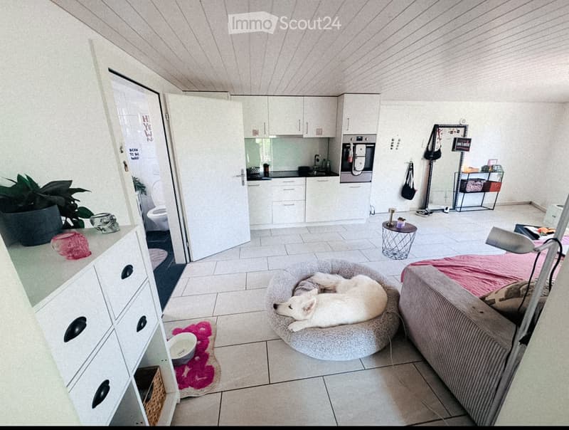 A modern, well-lit living space with a white dog resting on a plush bed, a sofa with a pink blanket, a small kitchen area with white cabinets and an oven, a small round table with a stool, a large potted plant, and a mirror on the wall.