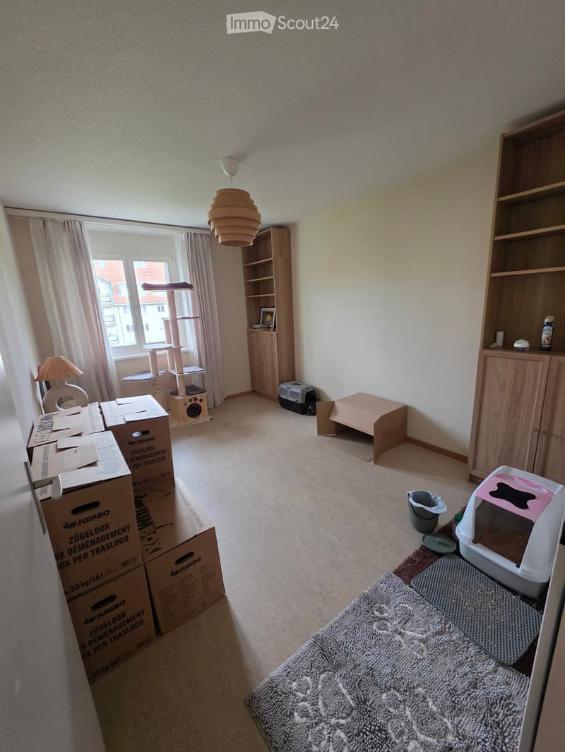 Room with cat furniture including a cat tree, litter box, and carrier, along with a bookshelf, moving boxes, and a window with curtains.