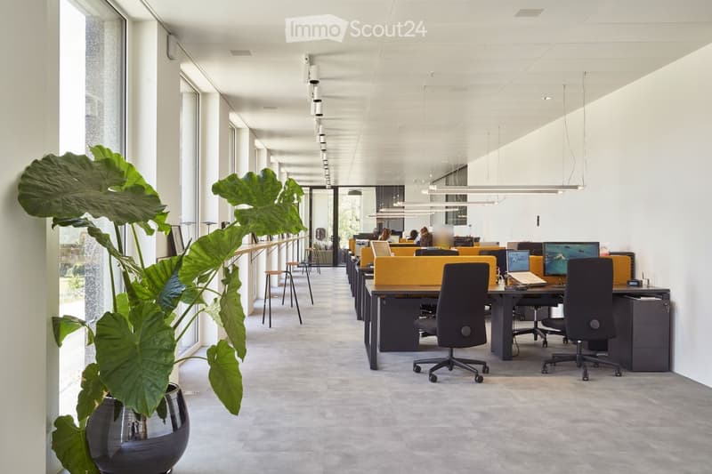 Modern office space with desks, chairs, laptops, and large windows, featuring a large leafy plant in a pot.