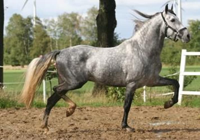 A gray horse running in an outdoor arena or field. The horse has a muscular build and is galloping with its mane flowing in the wind.