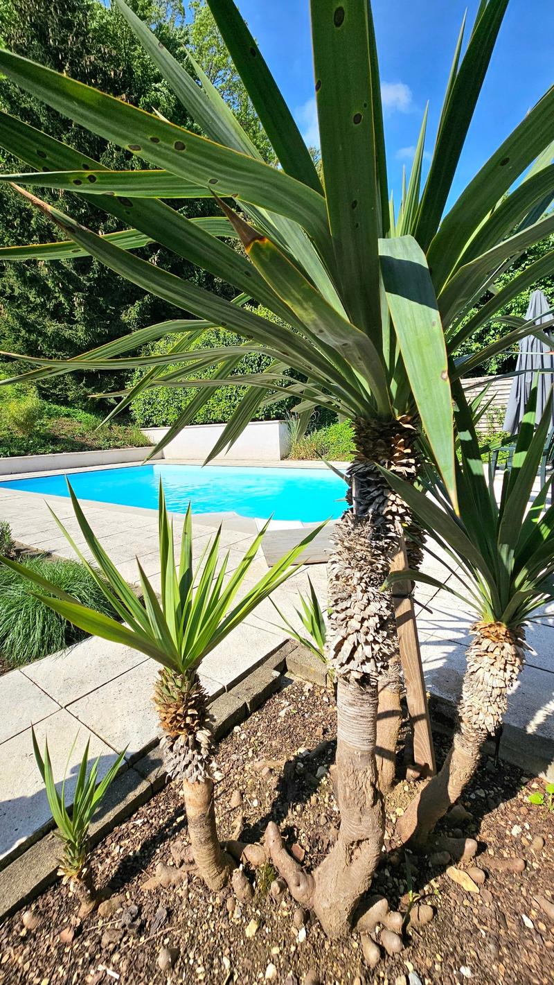 Traumhaftes Architektenvilla mit Pool in Ferrette (2)