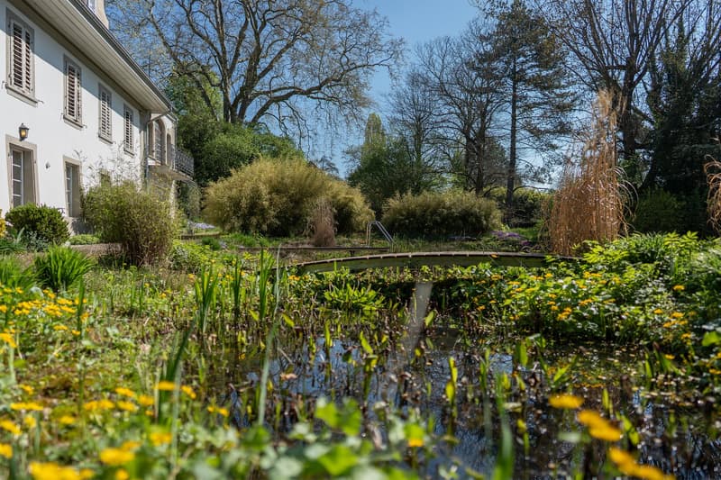Garden with a pond, yellow flowers, and a bridge