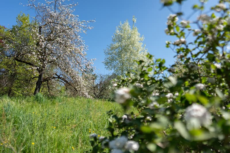 lush green grass, flowering trees, clear blue sky, yellow flowers