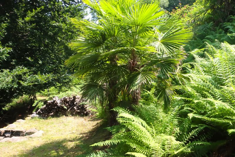 The image shows a lush, tropical garden with a variety of palm trees and ferns. The palm trees have large, vibrant green fronds that create a canopy over the garden. The ferns and other vegetation create a dense, verdant understory. The garden appears to