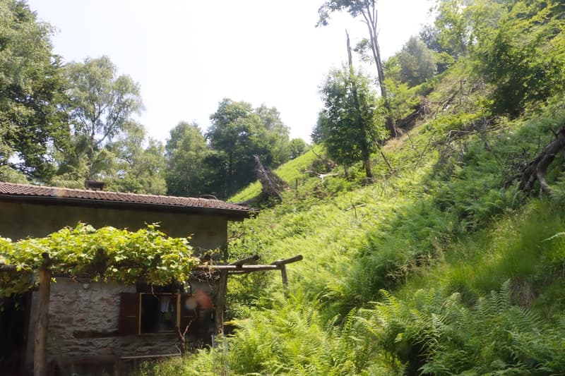 The image shows a lush, green forest landscape with a small wooden structure or cabin in the foreground. The cabin has a balcony or terrace overlooking the surrounding vegetation, which includes tall trees, ferns, and other dense foliage. The terrain appe