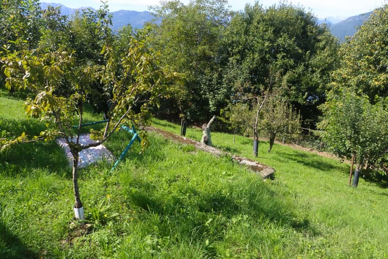 A garden with trees and a small covered area with rocks