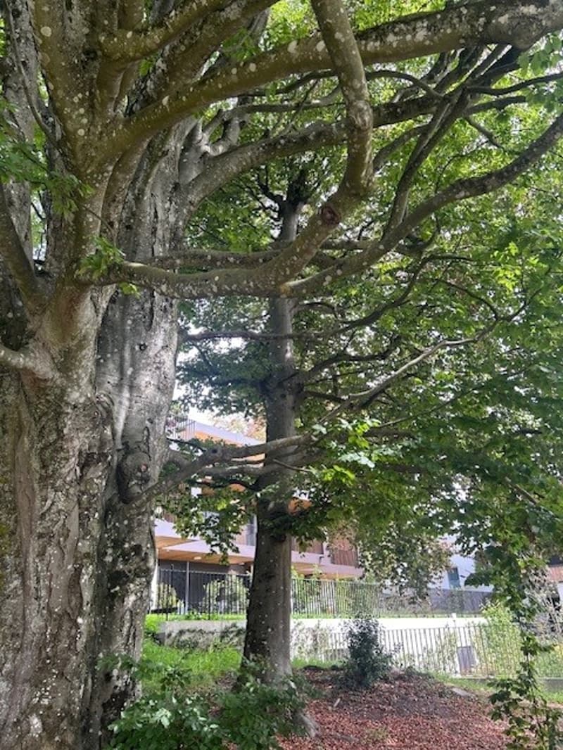 Maison jumelée avec grand disponible en sous-sol de 60 m2 (13)