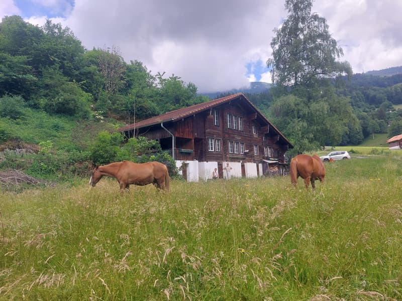 3 ZI-WOHNUNG IN HASLIBERG HOHFLUH (BE), MÖBLIERT, TEMPORÄR (1)