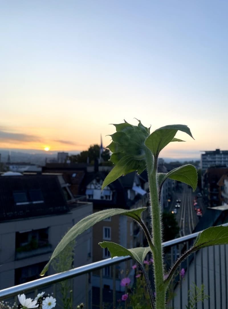 1½ ZIMMER-DACHWOHNUNG IN ZÜRICH - KREIS 3 SIHLFELD, MÖBLIERT, TEMPORÄR (5)