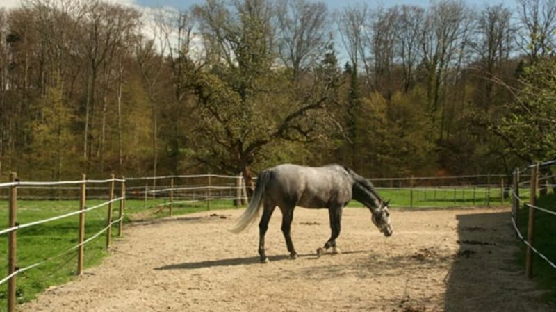 Immobile equestre con appartamento/stanza singola e arena di equitazione (4)