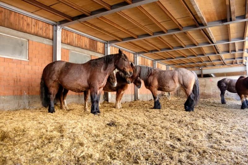 Reitsportimmobilie Nähe der Schweizergrenze (5)