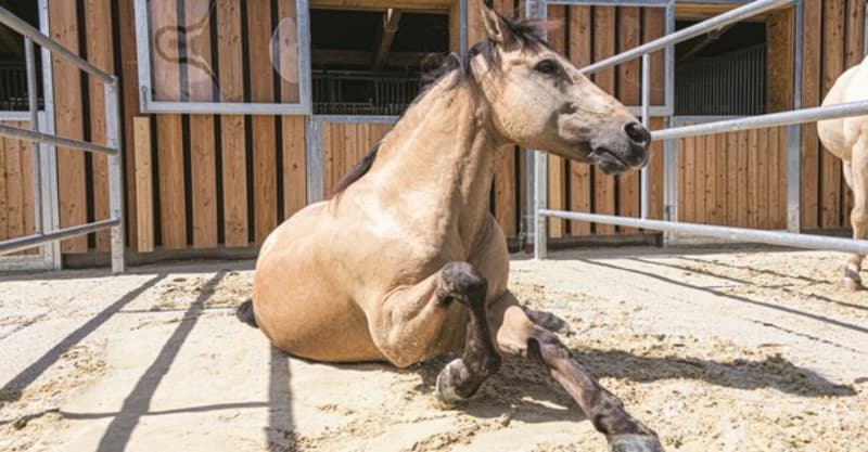 Top! Reitsportimmobilie Nähe der Schweizergrenze (2)