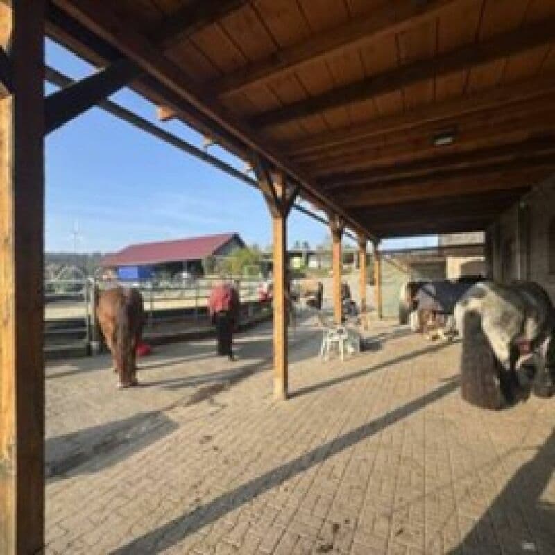 Reitsportimmobilie mit Wohnung/Einzelzimmer und Reitalle (2)