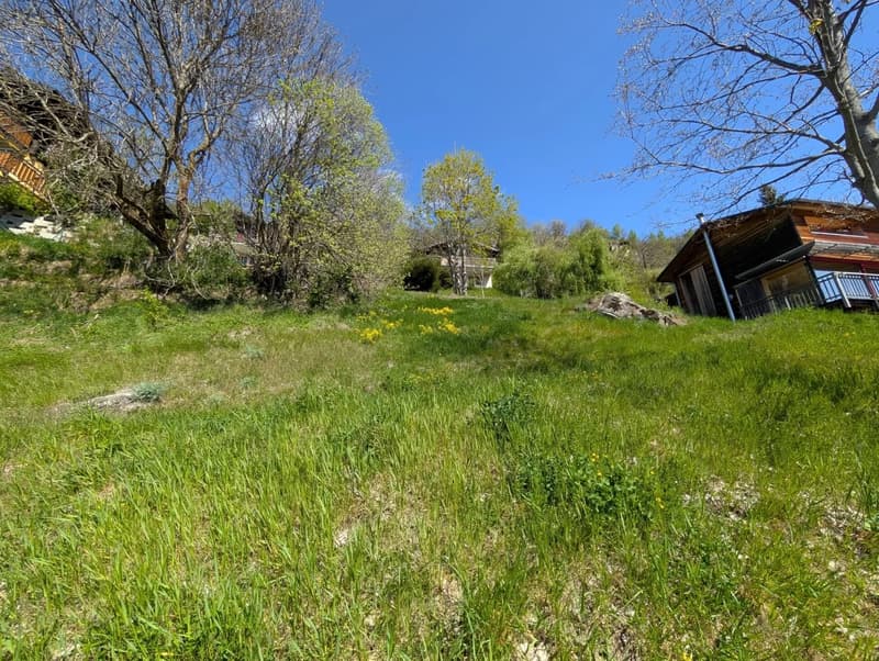The image shows a scenic outdoor landscape with a grassy field, trees, and a wooden cabin or structure in the background. The field is covered in lush green grass and yellow wildflowers, creating a picturesque spring or summer scene. The trees are in full