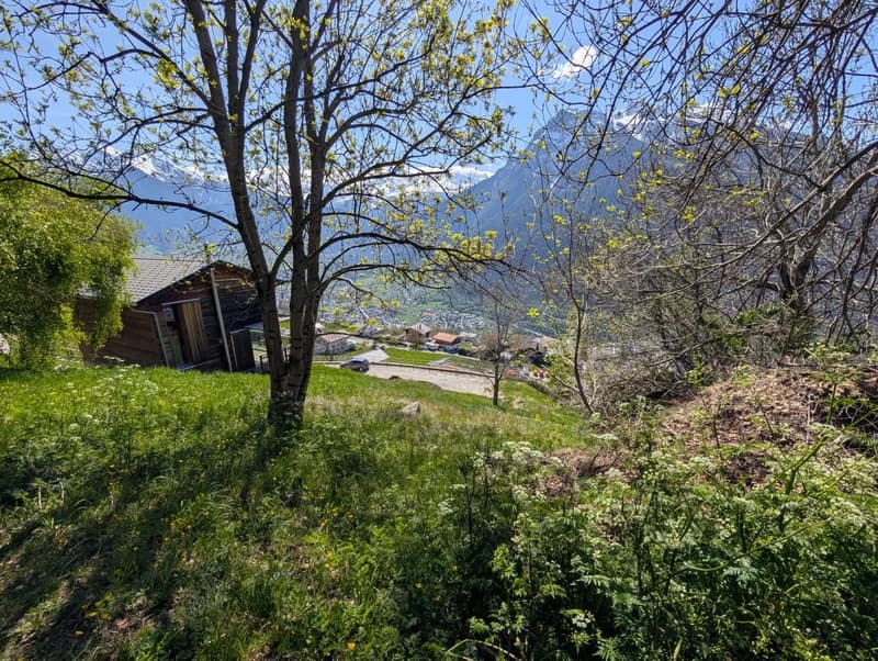 The image shows a scenic rural landscape with a wooden cabin or house surrounded by lush greenery, including a tree with yellow flowers in bloom. The landscape features a grassy area, other trees, and a view of the distant mountains in the background.