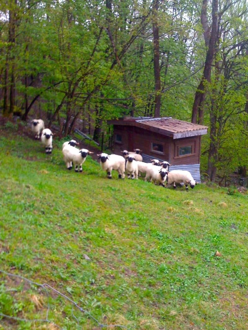 Cozy Maiensäss in a forest clearing (11)