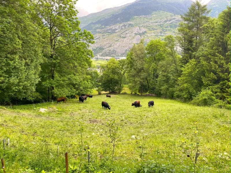 Gemütliches Maiensäss in Waldlichtung (12)