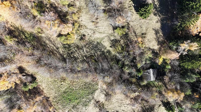 Aerial view of a wooded and partly burnt area with a small wooden structure