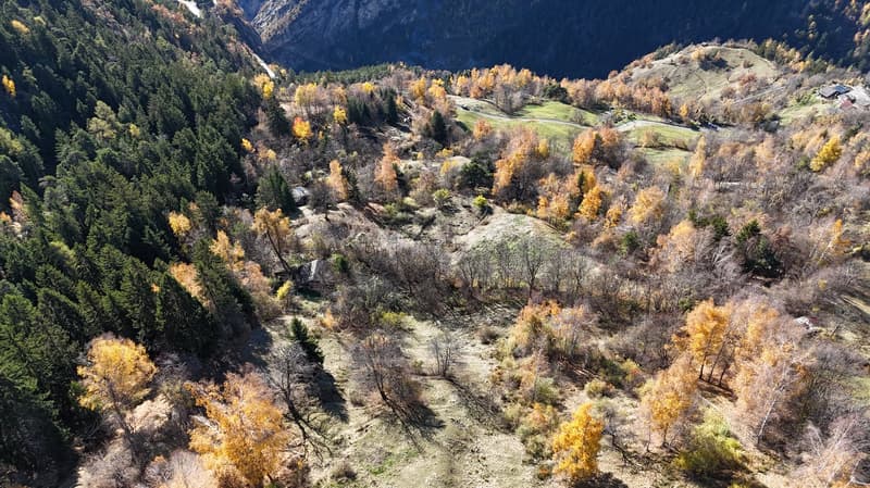 Mountain valley with pine forest, deciduous trees, and a clear sky