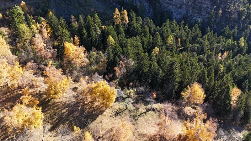 a large green forest with autumn colors