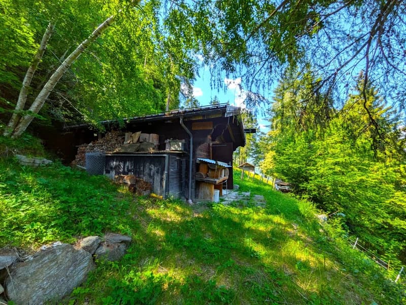 Chalet de conte de fées dans une clairière de mélèzes (10)