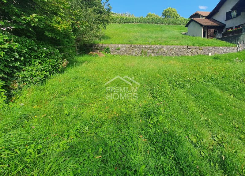 Terreno attraente per grandi pensatori (3)