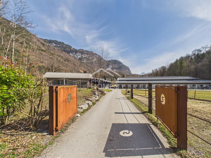 Equestrian sports at the highest level - a paradise for horses and riders! (6)