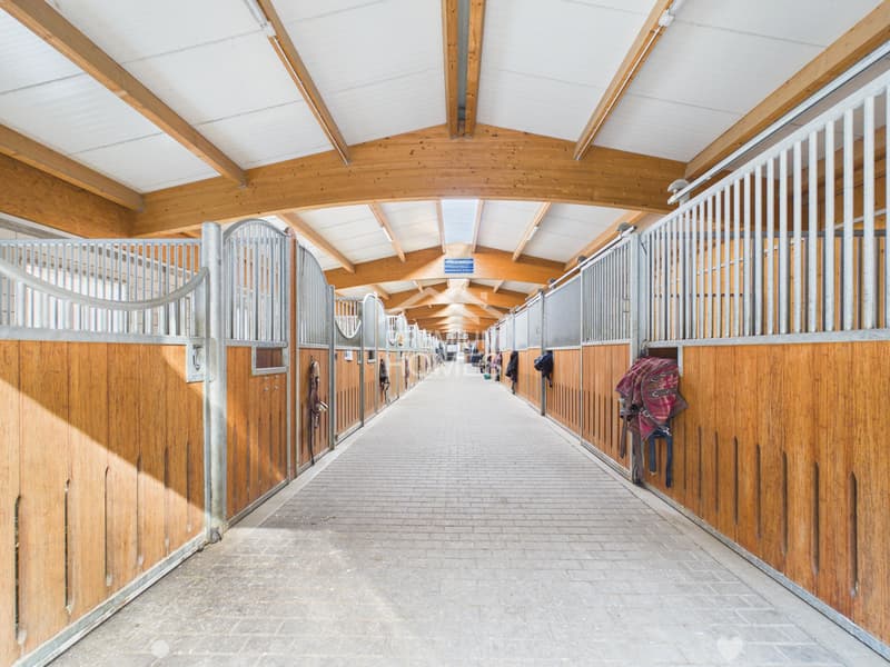 Reitsport auf höchstem Niveau - Ein Paradies für Pferd und Reiter! (1)