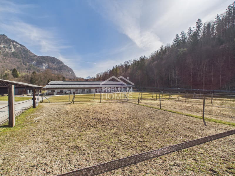 Equestrian sports at the highest level - a paradise for horses and riders! (10)