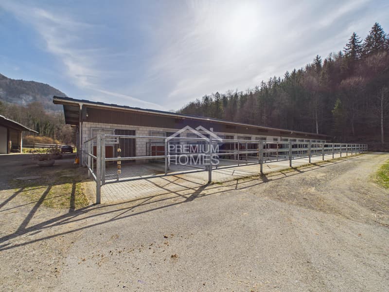 Equestrian sports at the highest level - a paradise for horses and riders! (9)