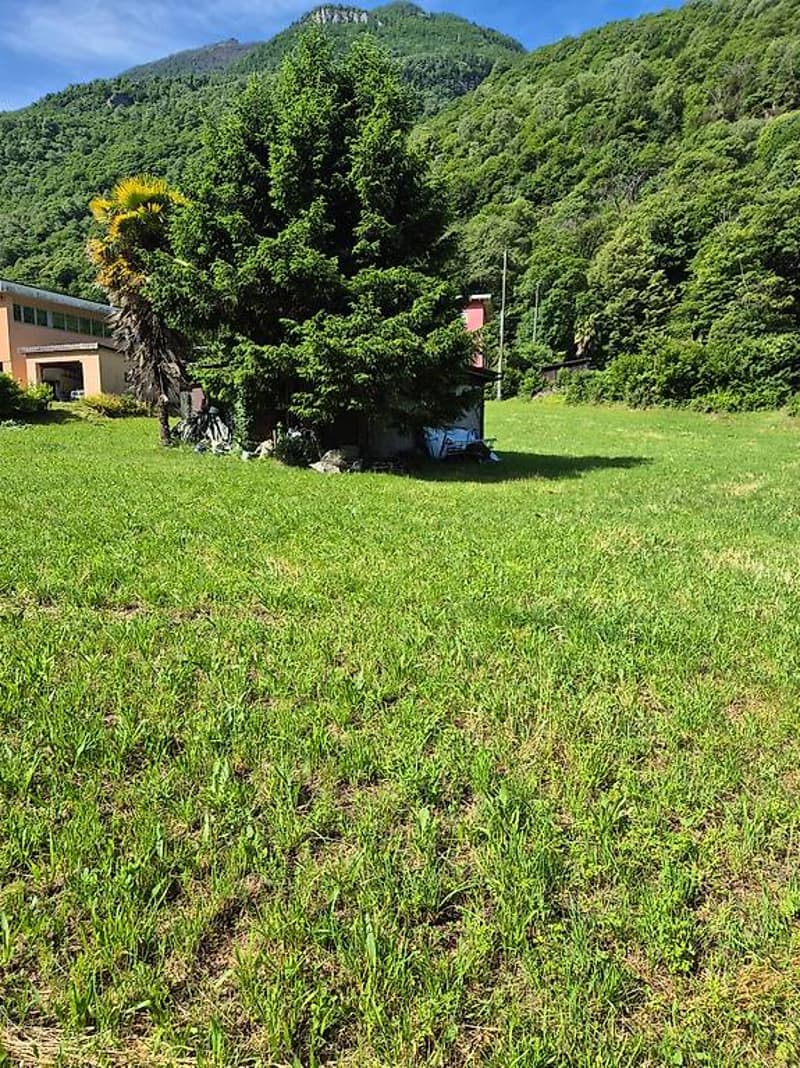 Large green lawn, trees, house in background, mountains in the distance