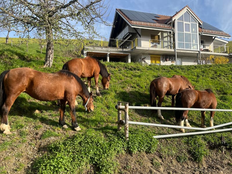 Schöne Bauernhaus-Wohnung - 4.5 Zimmer - Pferdehaltung möglich (12)