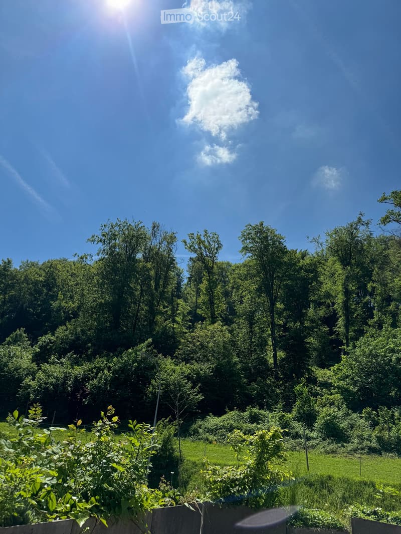 green field, row of trees, blue sky, sun, plants, plants