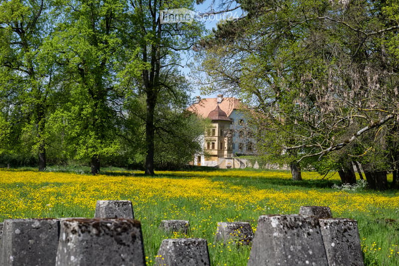 large field of yellow flowers, large trees, large house in the background