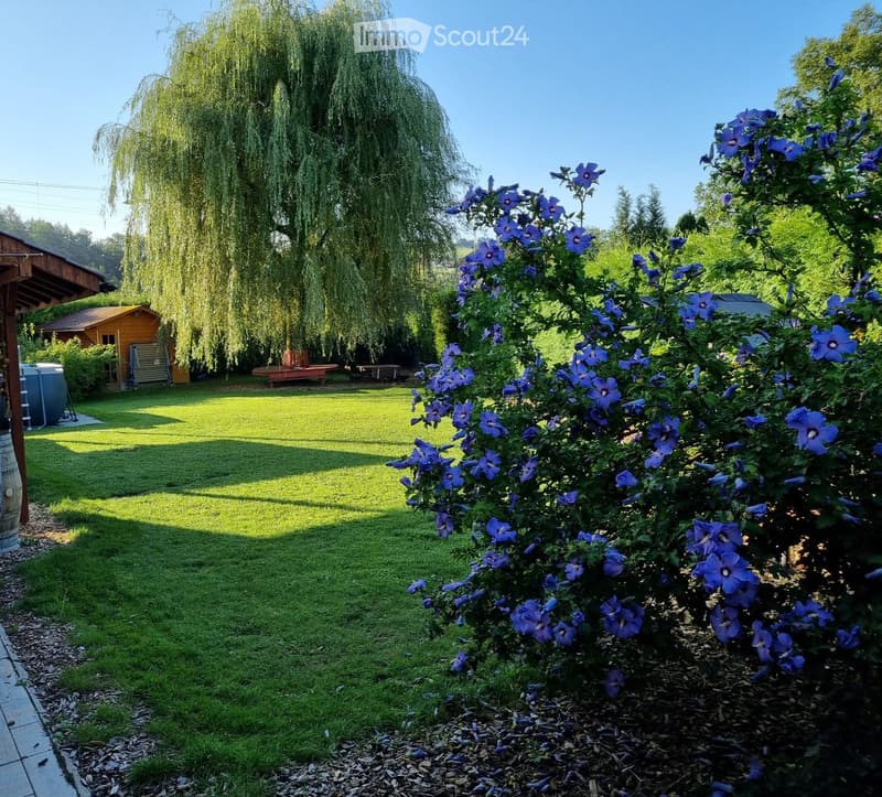 A backyard with lush green grass, a tree, plants with blue flowers, and a small shed at the back.