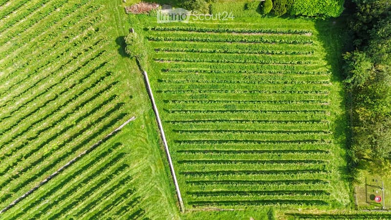 large expanse of green farmland, neat rows of crops, central walkway separating fields