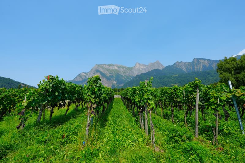 Rows of grapevines, green grassy field, mountains in the distance, clear blue sky.