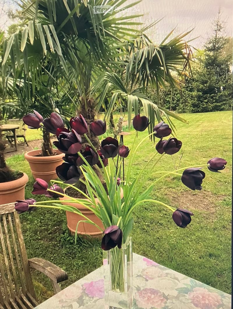 Tulips in a vase on a table, surrounded by potted plants and a wooden chair, in a garden with green grass and trees