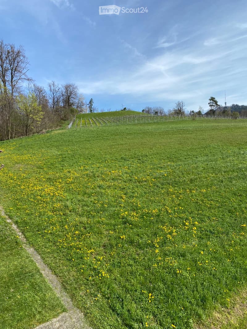 large green field with yellow flowers, trees, clear blue sky