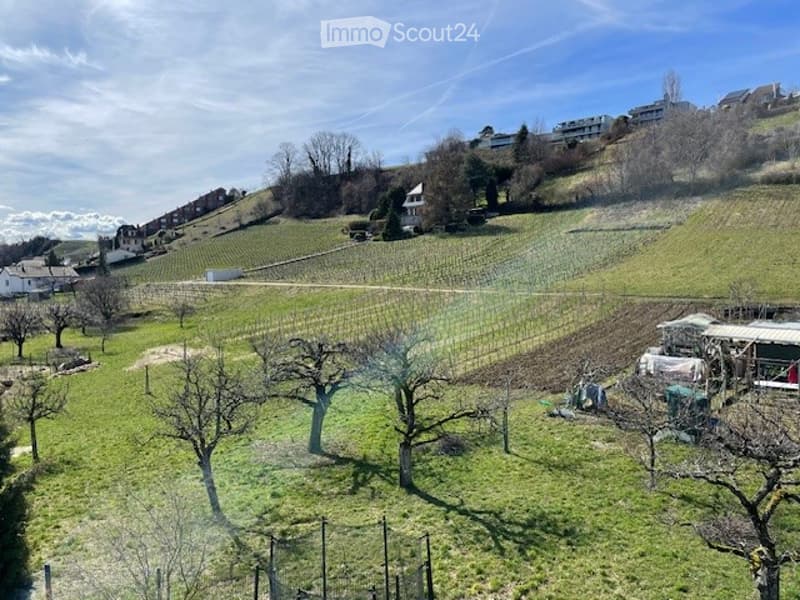 hillside garden with trees, vineyard, houses in the distance