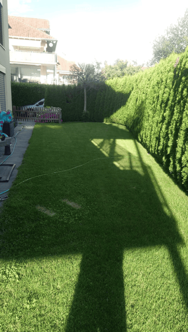 Green lawn, hedges, shadow, car parked in the distance